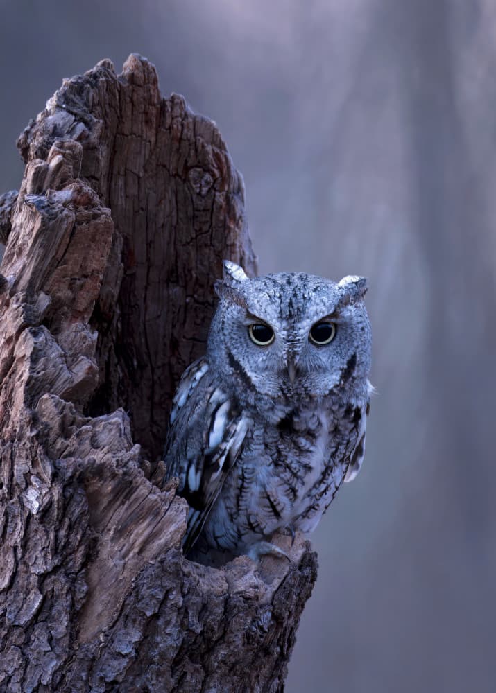 Watchful Forest Owl by Gavin Lam — canvas wall art