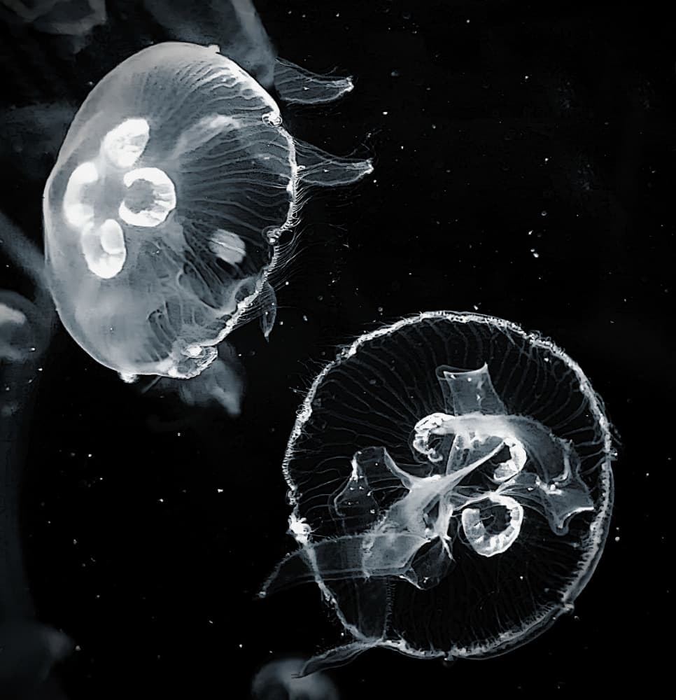 Ethereal Ocean Jellyfish by Saskia Dingemans — canvas wall art