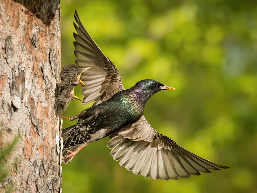 Starling Family Feeding Flight by Petr Simon — canvas wall art