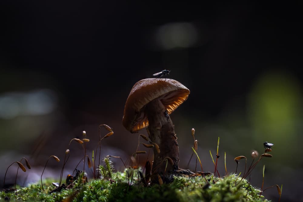 Glowing Forest Mushroom by Sergio Barboni — canvas wall art