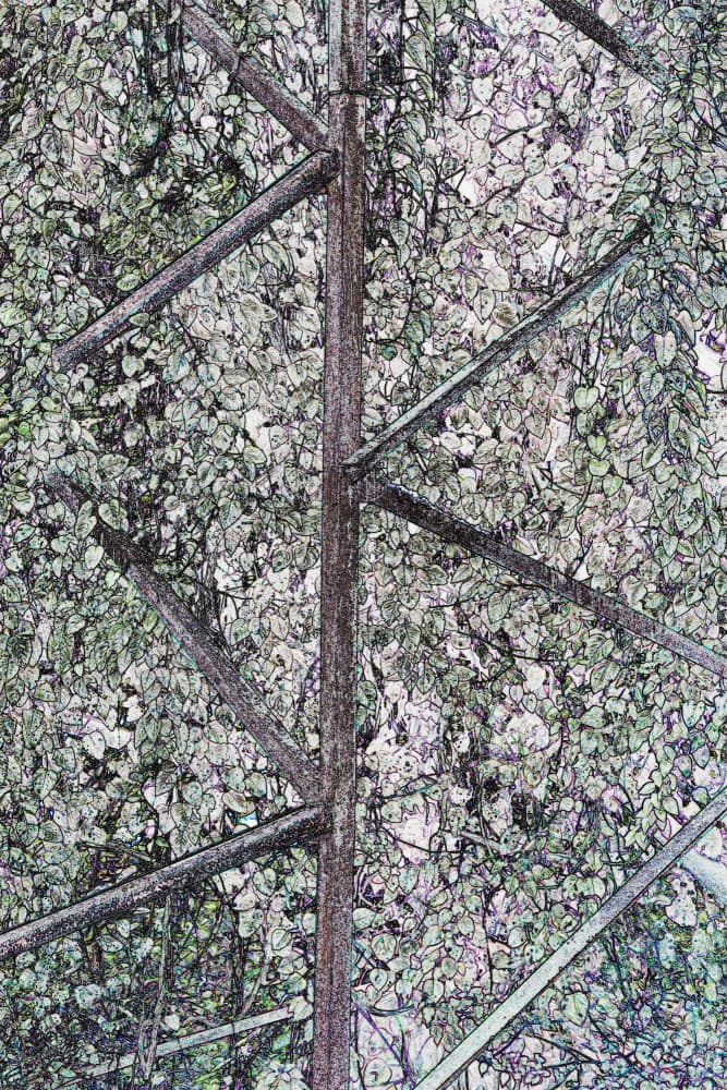 Upward Tree Canopy by Santhosh ch — canvas wall art