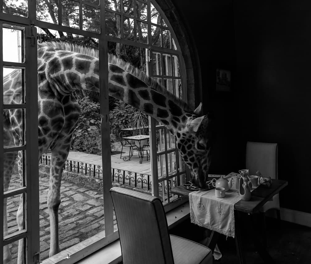 Giraffe Tea Time by Jie Fischer — canvas wall art