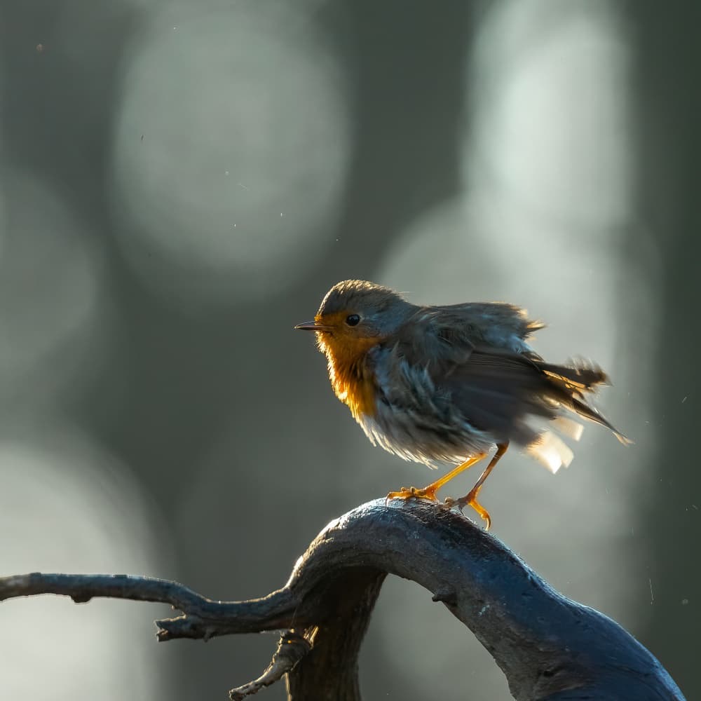 Golden Robin Perched by Annie Keizer — canvas wall art