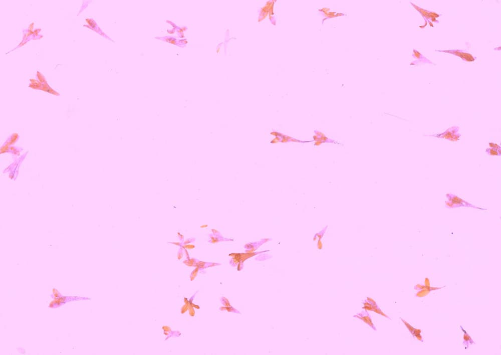 Soft Pink Petals by Santhosh ch — canvas wall art