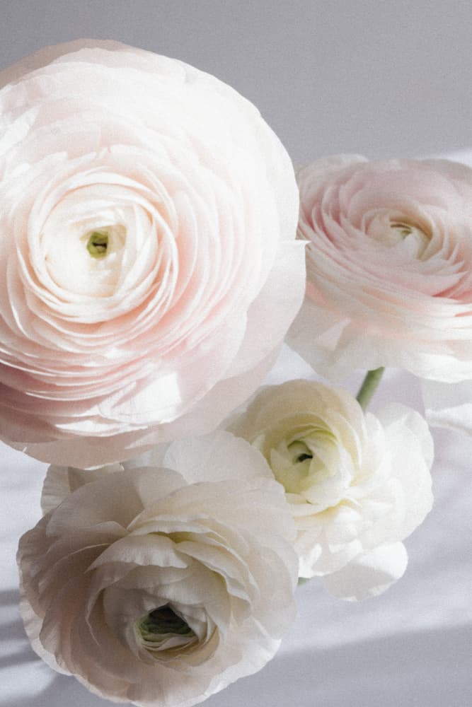 Soft Ranunculus by uplusmestudio — canvas wall art
