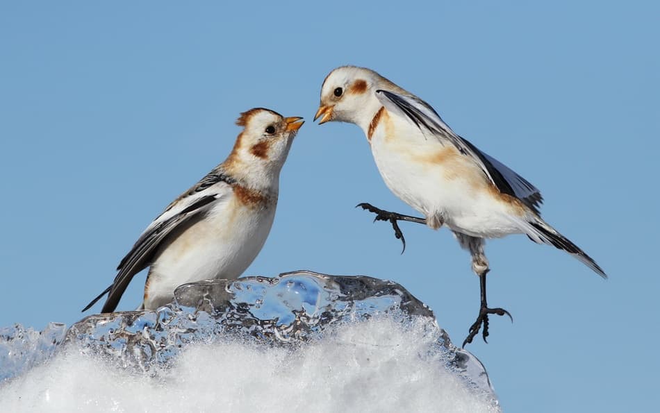 Snow Buntings On Ice by Mircea Costina — canvas wall art