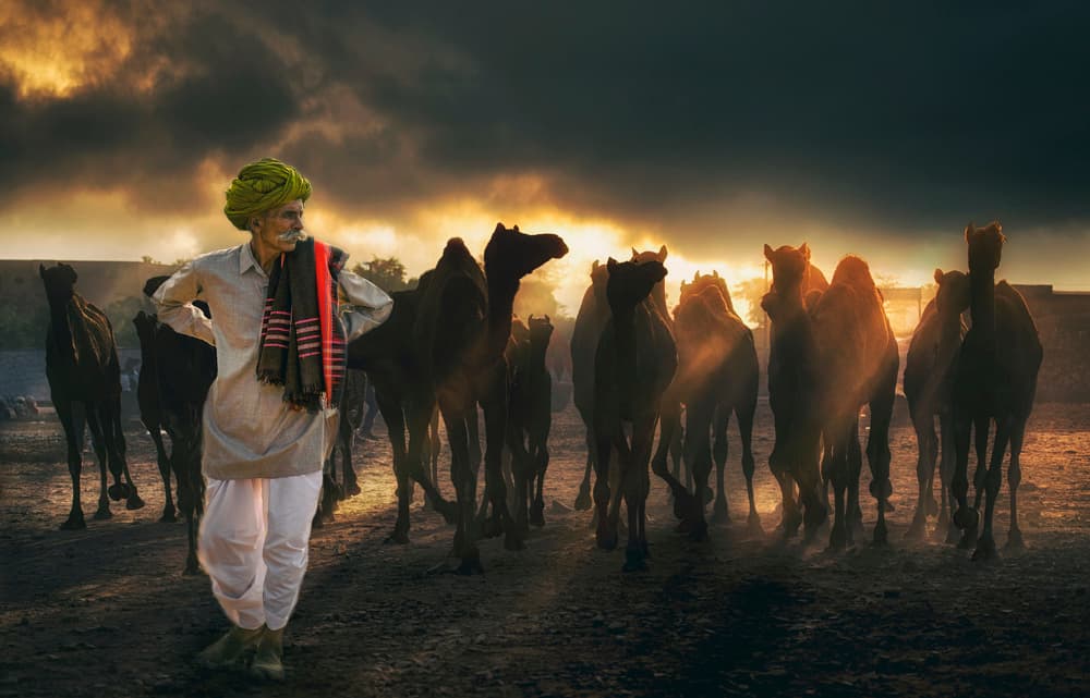 Desert Man and Camels by Rana Jabeen — canvas wall art