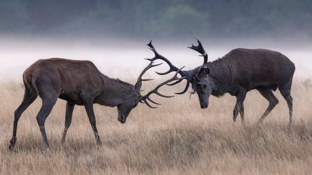 Stags Fighting In Mist by Kutub Uddin — canvas wall art