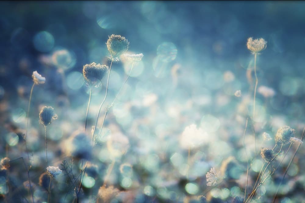 Dreamy Blue Flowers
