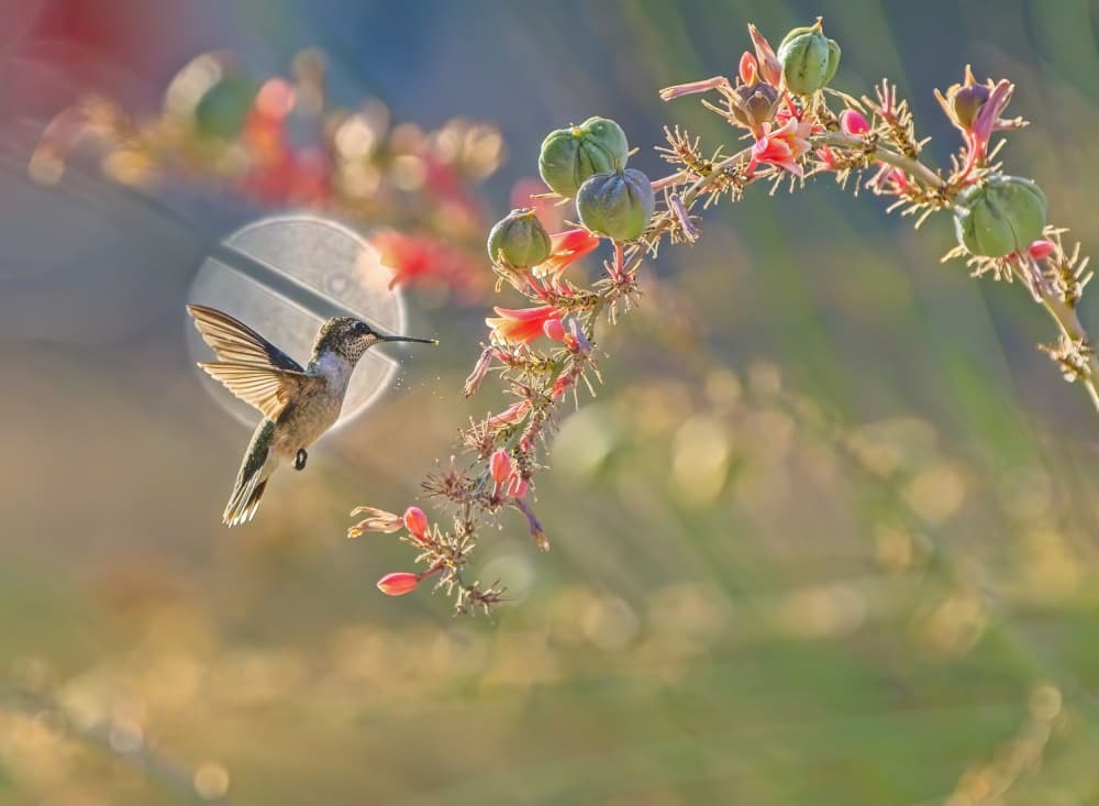 Hummingbird Golden Flight by Alex Li — canvas wall art