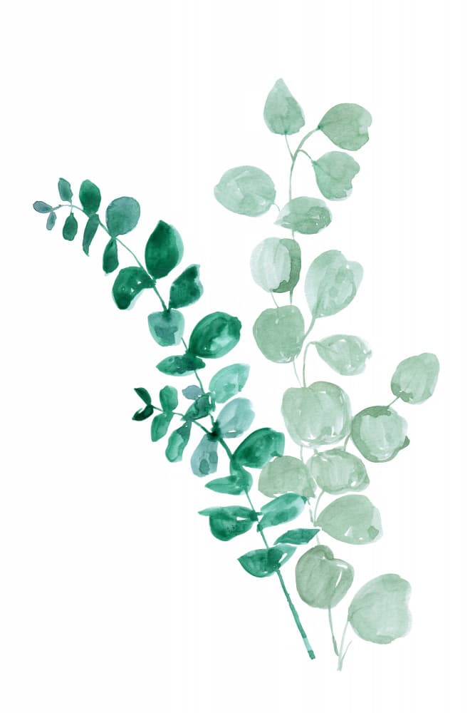 Watercolor Eucalyptus Leaves by Rosana Laiz Blursbyai — canvas wall art