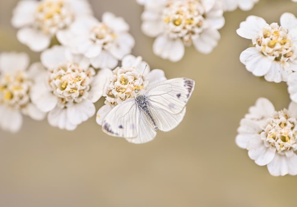 White Butterfly Bloom by Oana Vasileniuc — canvas wall art