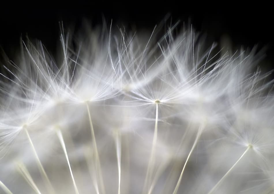 Delicate Dandelion Seeds