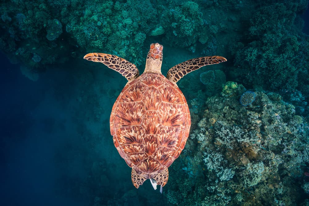 Graceful Sea Turtle Swim by Barathieu Gabriel — canvas wall art