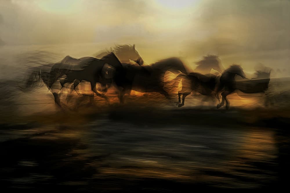 Wild Horses Sunset by Milan Malovrh — canvas wall art