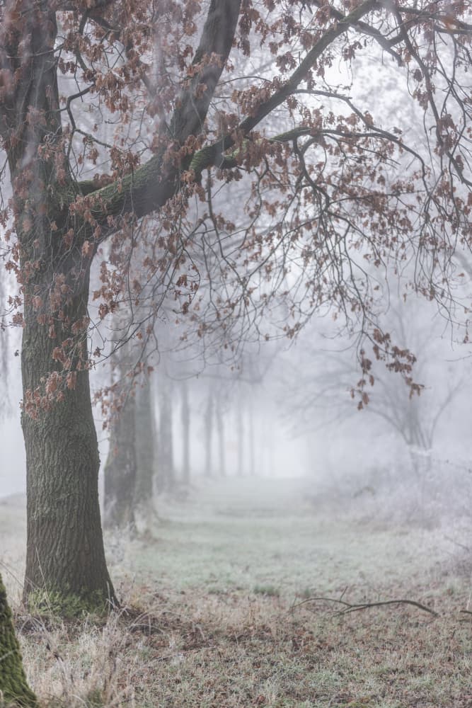 Foggy Winter Morning 3