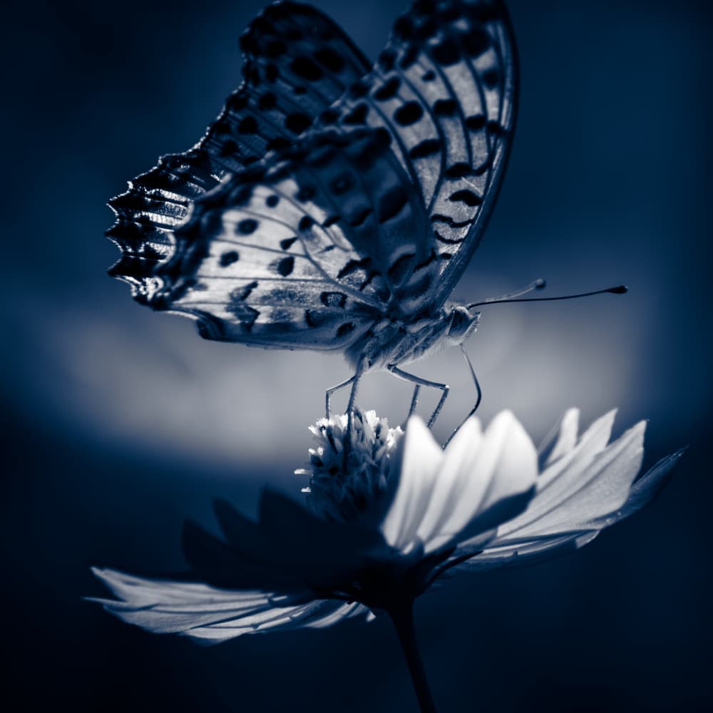 Serene Blue Butterfly by 市岡弘光 — canvas wall art