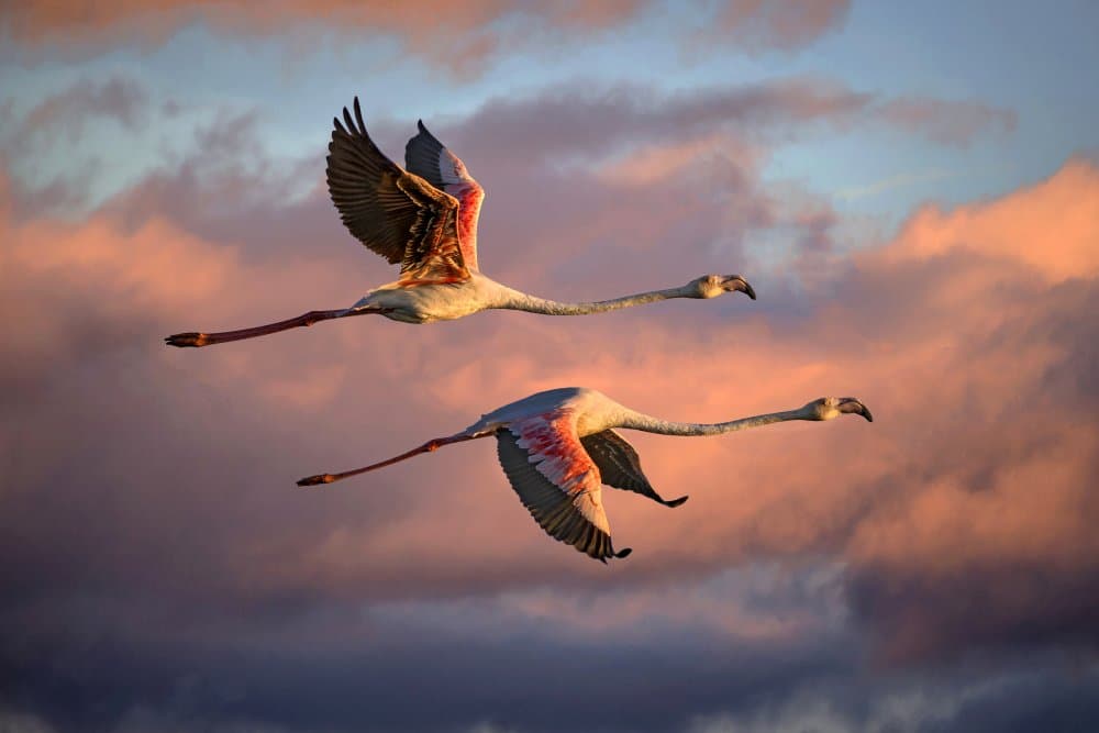 Flying Flamingos at Sunset by Xavier Ortega — canvas wall art