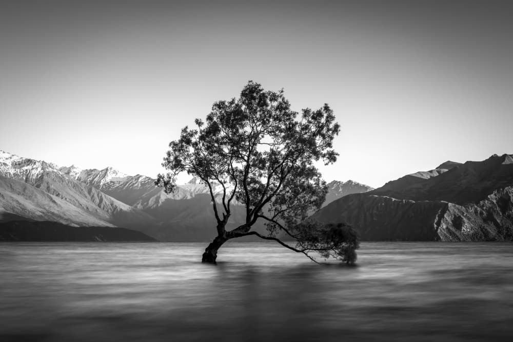 Iconic Wanaka Tree by Christoph Schaarschmidt — canvas wall art