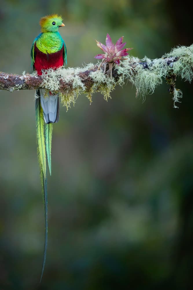 Resplendent Quetzal Perched by Renee Doyle — canvas wall art
