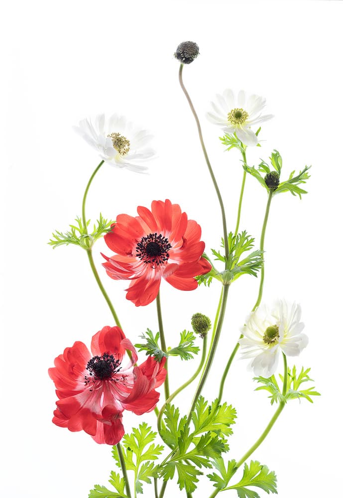 Red and White Anemones by iPuraVida — canvas wall art