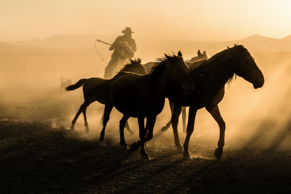 Run between horses by Corinne Spector — canvas wall art