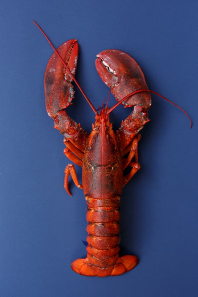 Vibrant Red Lobster by Masha Bakker Matijevic — canvas wall art