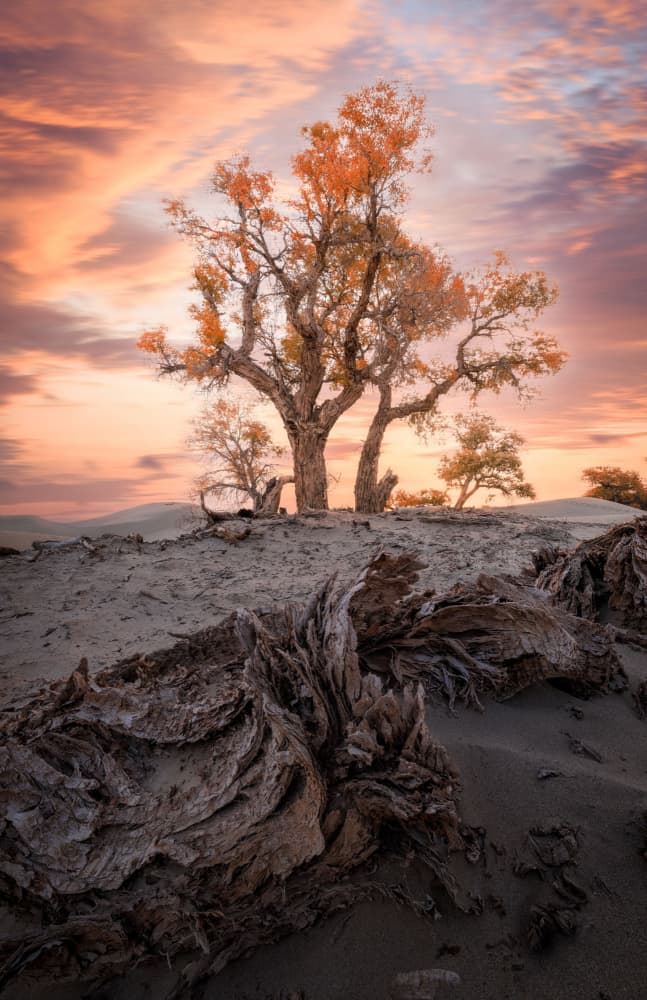 Autumn Desert Glow by YANGYING — canvas wall art