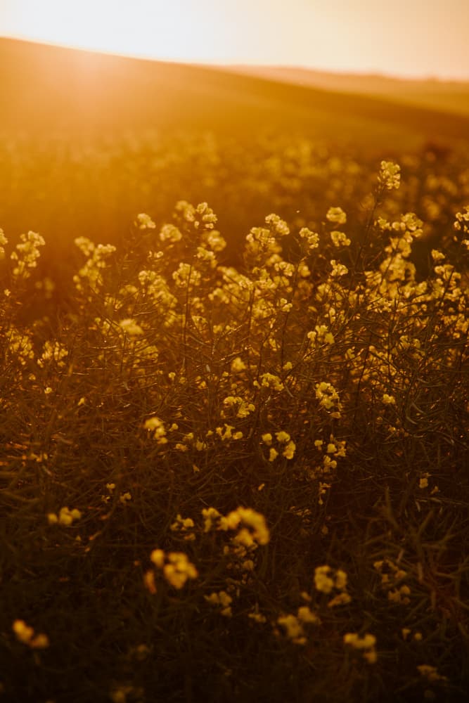 Golden Flower Field by Megan Shone — canvas wall art