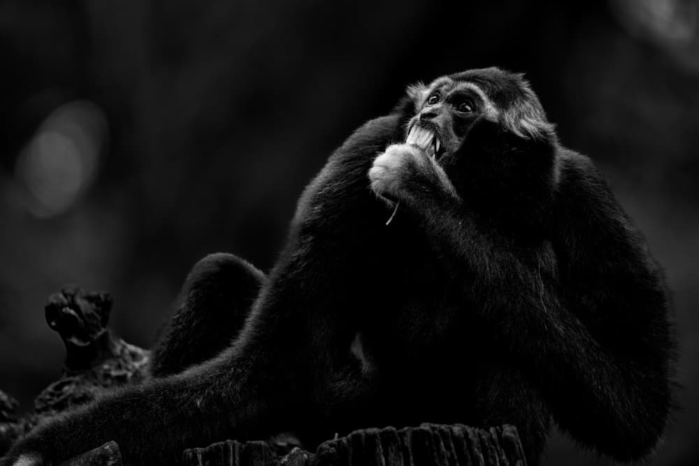 Intense Gibbon Portrait by TWEE LIANG WONG — canvas wall art