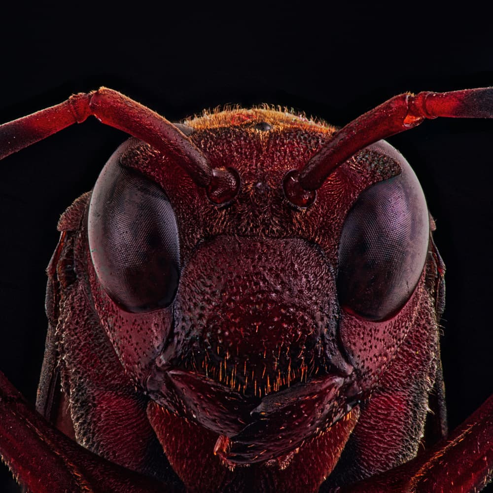 Crimson Insect Head by Andi Halil — canvas wall art