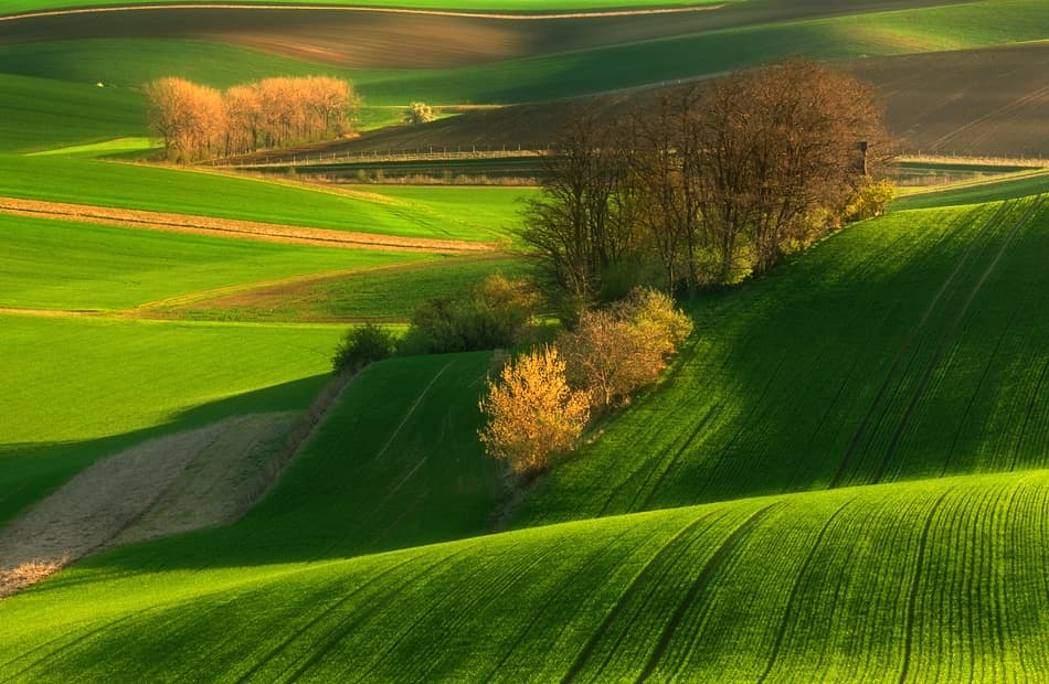 Sunny Rolling Green Fields by Krzysztof Browko — canvas wall art