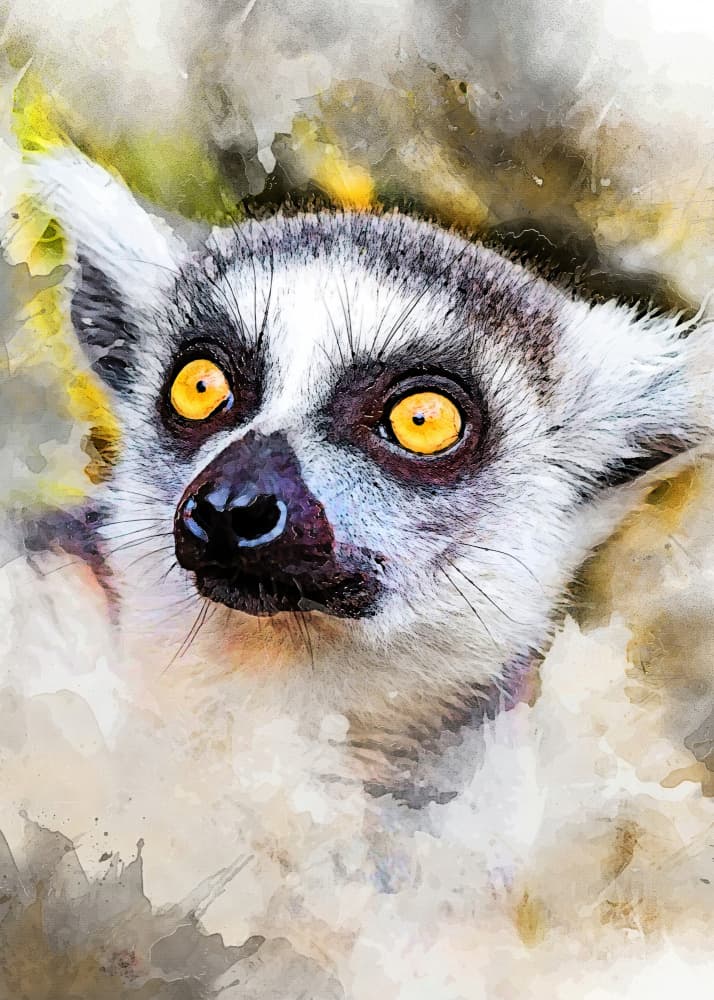 Curious Lemur Gaze by Justyna Jaszke — canvas wall art