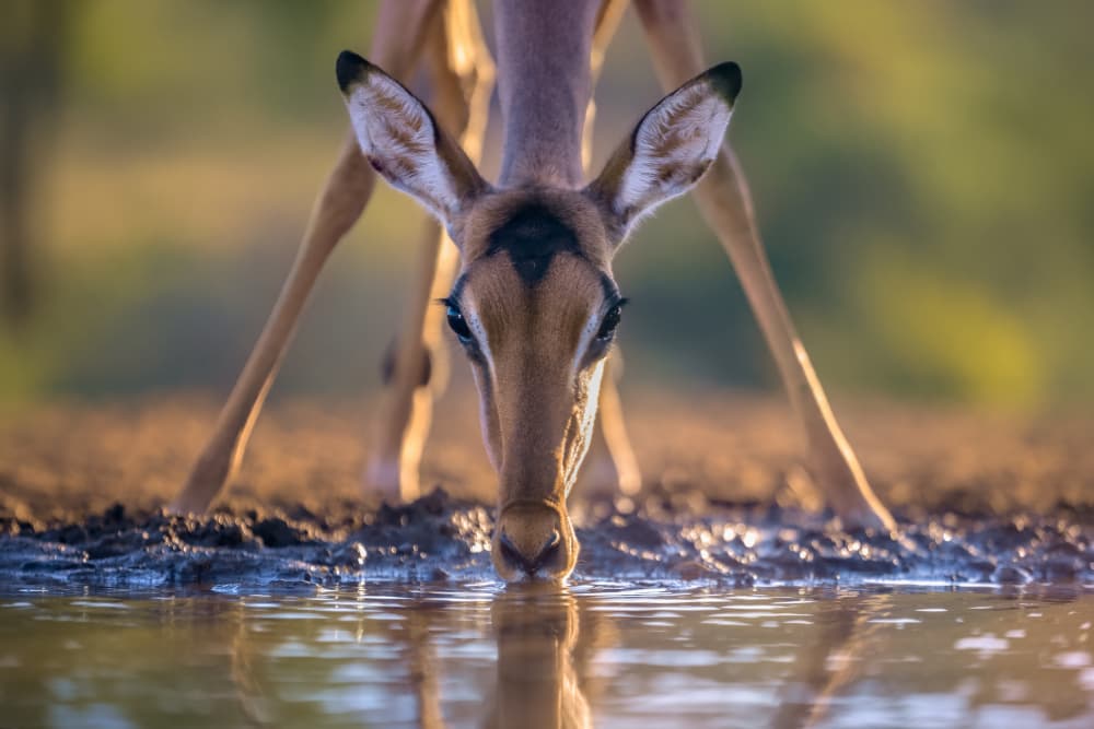 Impala Drinking Golden Light by Jun Zuo — canvas wall art