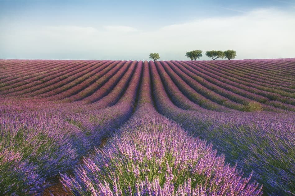 Serene Lavender Fields by Margarita Chernilova — canvas wall art