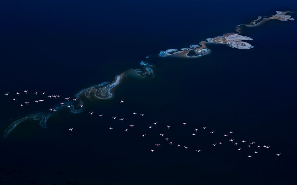 Pink Flamingos Aerial View by John J. Chen — canvas wall art