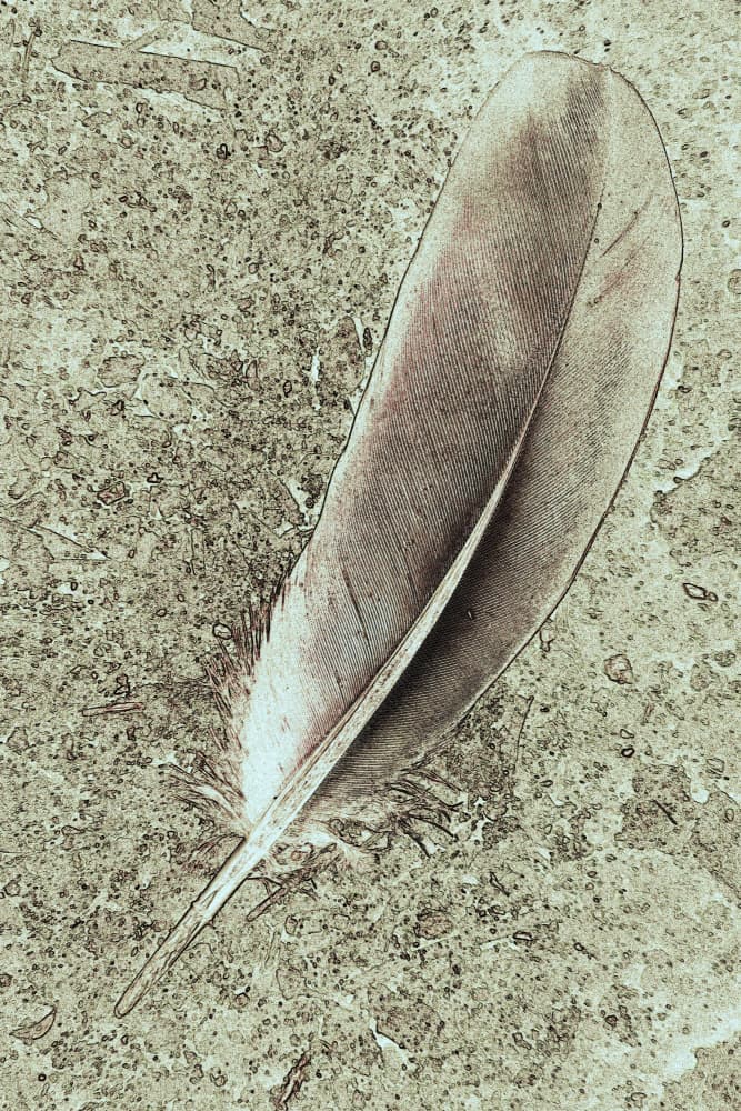 Soft Feather Serenity by Santhosh ch — canvas wall art