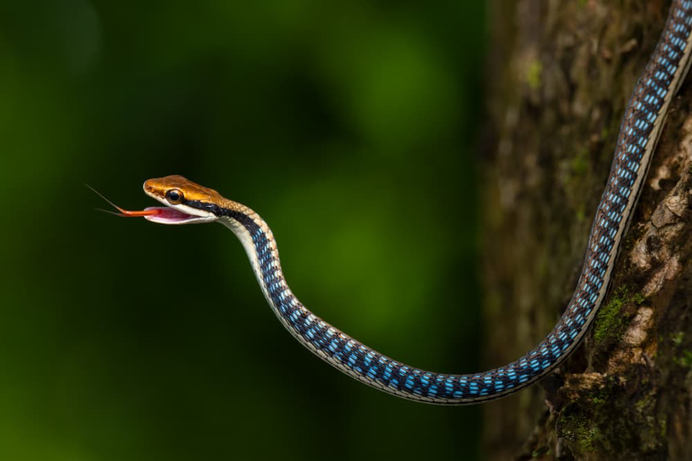Vibrant Blue Tree Snake by Phat Dao Tan — canvas wall art