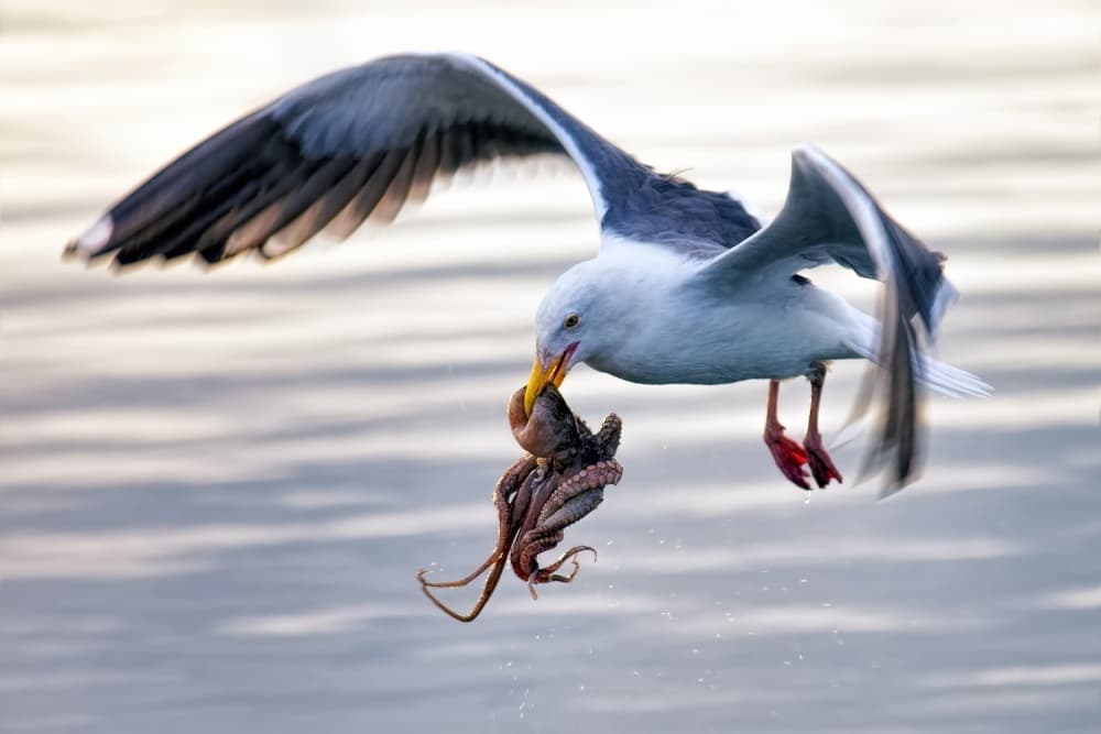 Seagull's Octopus Catch by Andrew J. Lee — canvas wall art