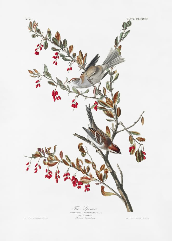 Tree Sparrow From Birds of America (1827) by John James Audubon — canvas wall art