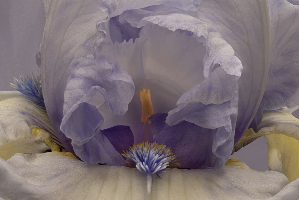 Soft Lavender Iris by Richard Urbanski — canvas wall art