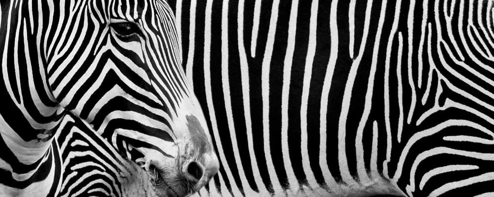 Abstract Zebra Patterns by Hardik Pandya — canvas wall art