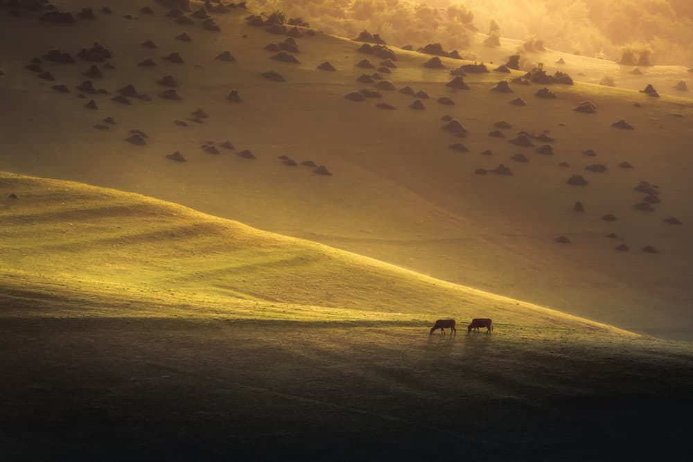 Golden Hills Grazing Cows by Hosein Babaei — canvas wall art