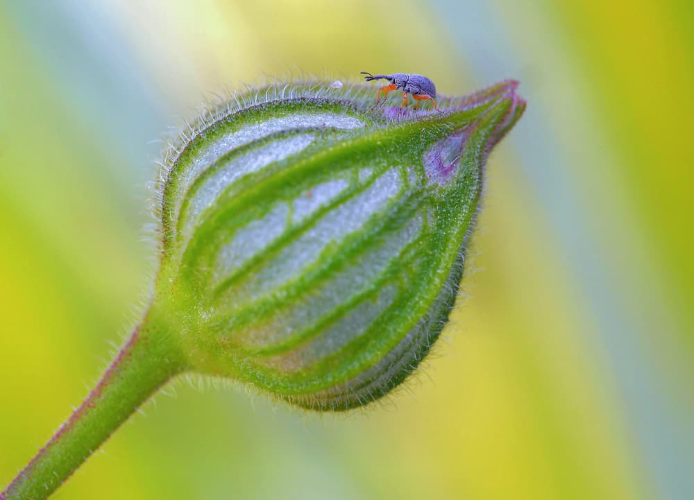 Tiny Beetle on Bud by Thierry Dufour — canvas wall art