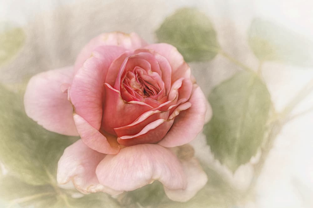 Soft Pink Rose by Gilbert Claes — canvas wall art