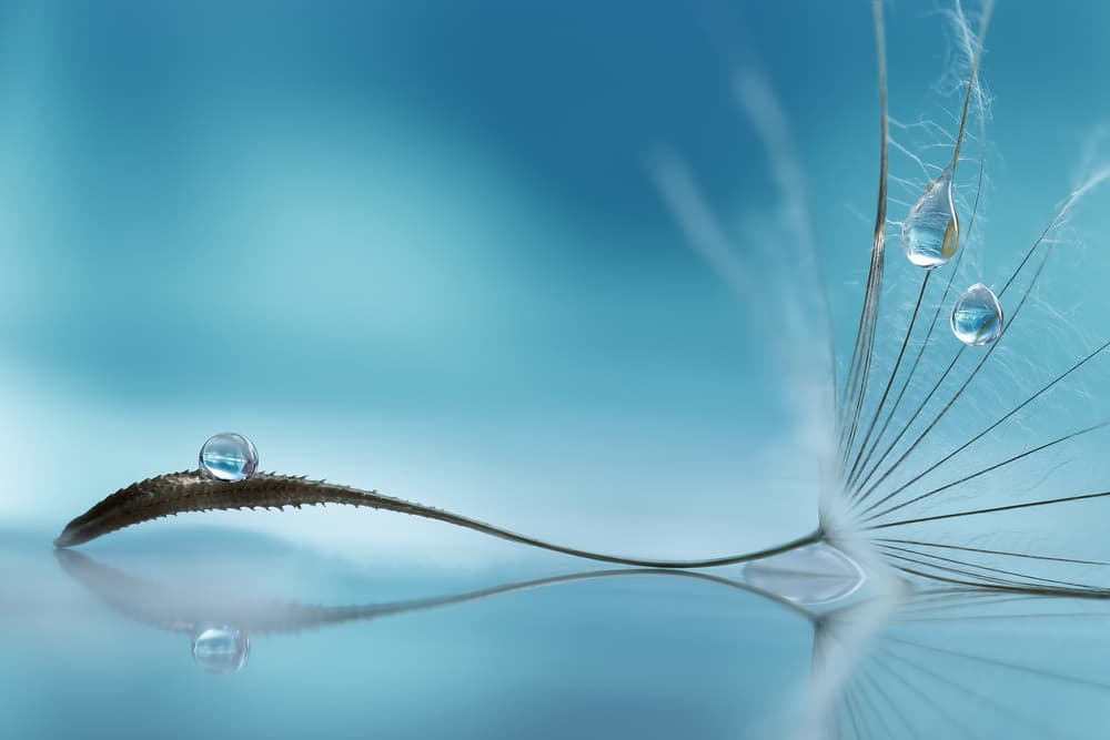 Dandelion Seed Reflection by Rina Barbieri — canvas wall art