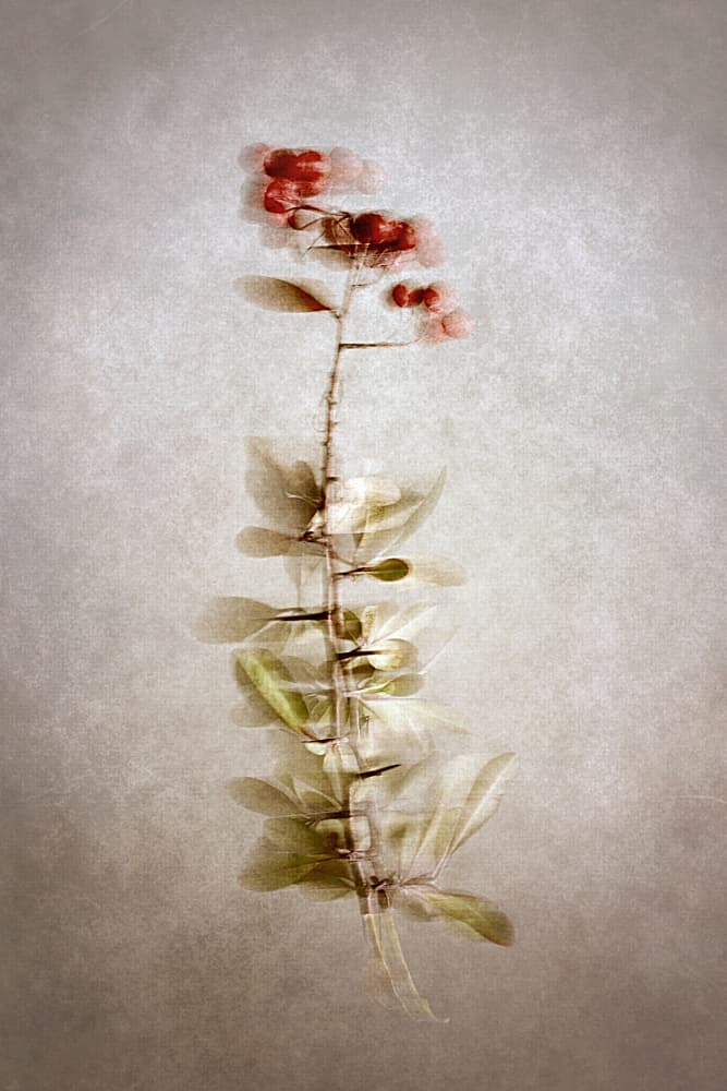 Delicate Botanical Berries by Cicek Kiral — canvas wall art