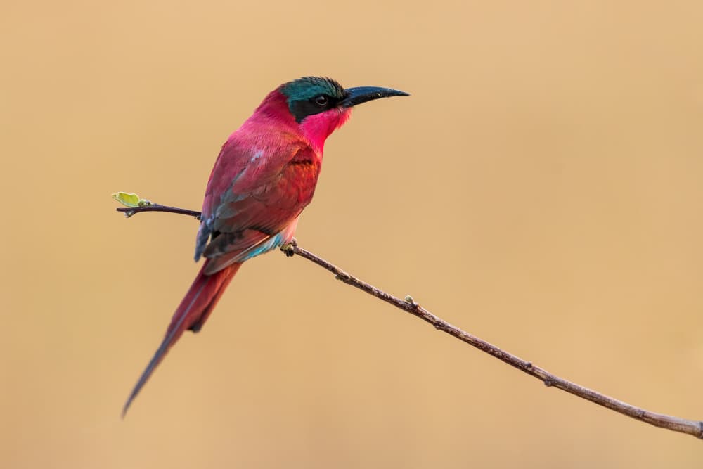 Vibrant Bee-eater Perched by Massimo Felici — canvas wall art