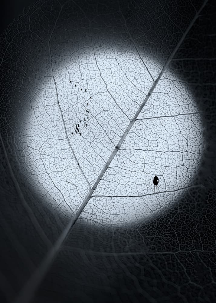 Man on Moon Leaf by Sophie Pan — canvas wall art