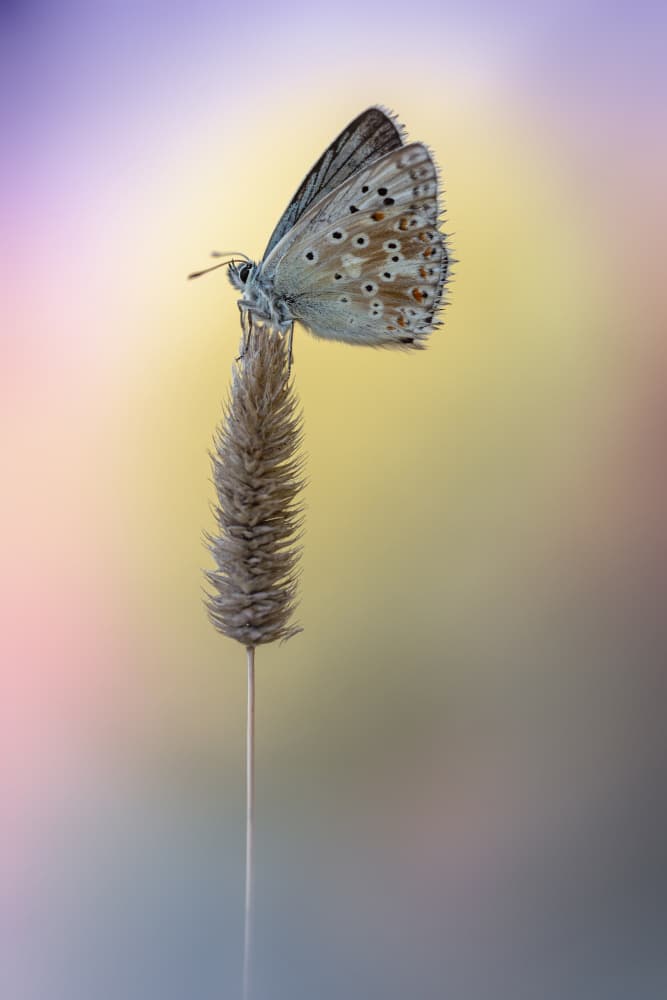 Delicate Butterfly Glow by Fabrizio Daminelli — canvas wall art